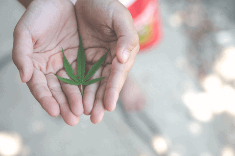 DOJ launches application for presidential marijuana possession pardons (Designed by Freepik)