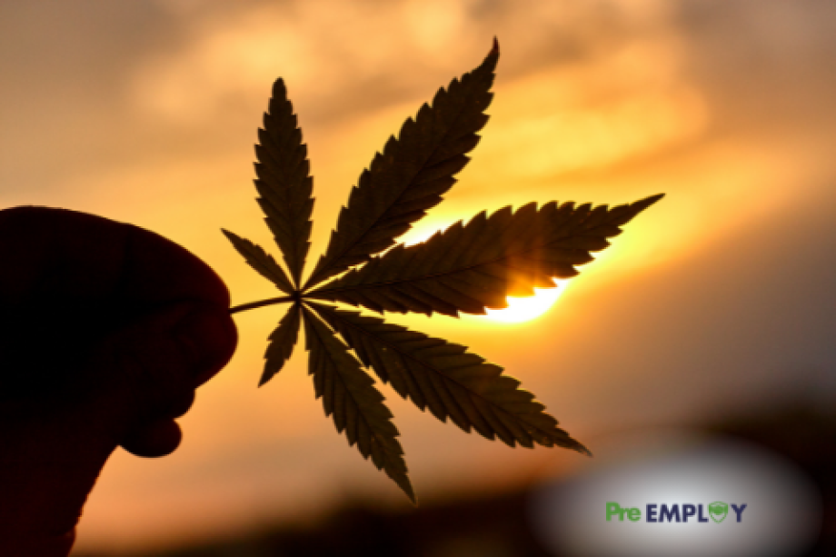 Featured Employers Struggling with Increase in Cannabis Usage