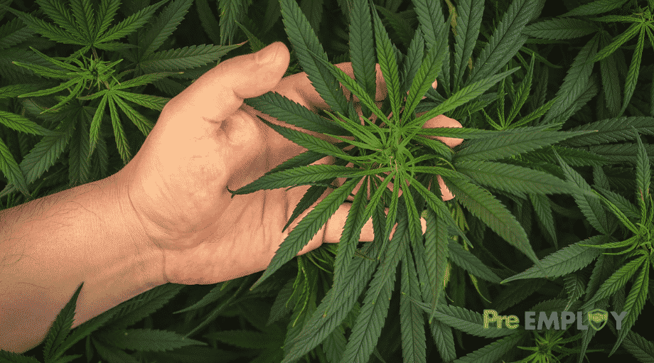 Featured Pennsylvania Medical Marijuana Discrimination Case Requires Causation