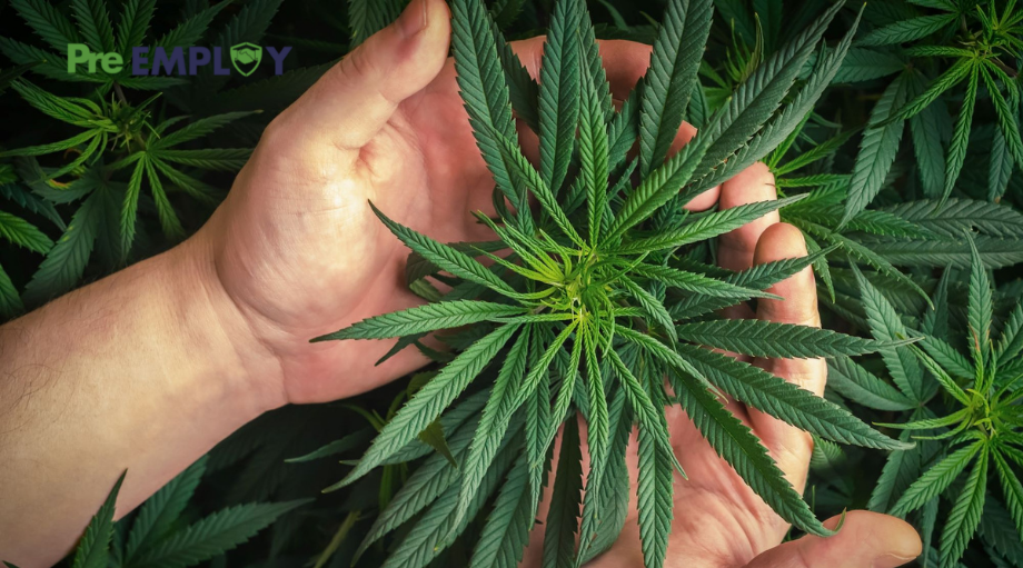 Featured New York Department of Labor Issues New Employer Guidance Regarding Cannabis Usage