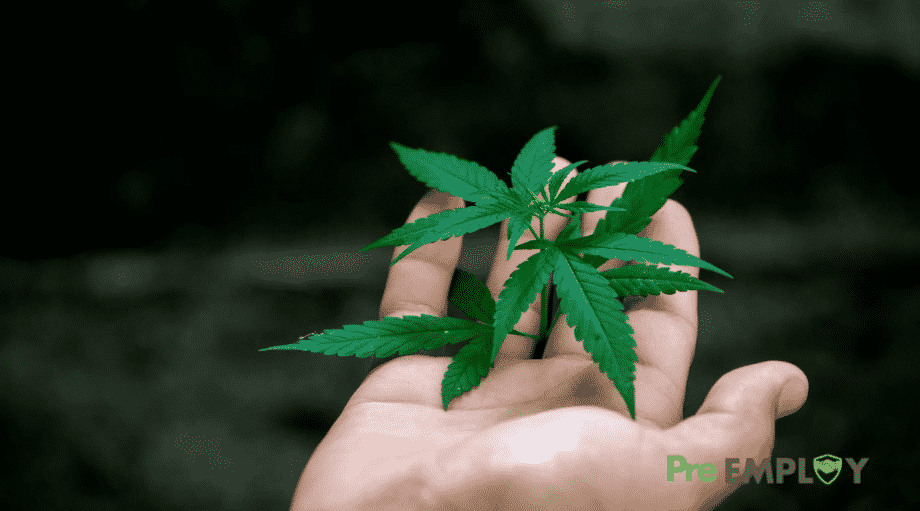 Featured -Superior Court of Pennsylvania Rules Employees Can Sue for Medical Marijuana Discrimination